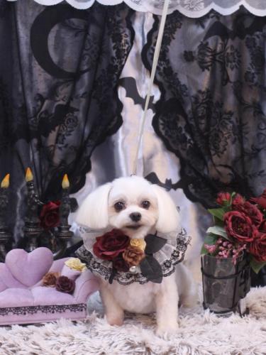 20231031サクラちゃん